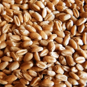 Продаем зерно фуражное оптом свыше 1 тонны