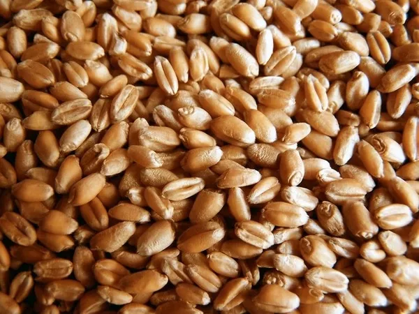 Продаем зерно фуражное оптом свыше 1 тонны
